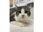 Adopt Cookie a Domestic Shorthair / Mixed cat in Cornwall, ON (37710989)