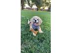 Adopt Julio a Tan/Yellow/Fawn Cocker Spaniel / Mixed dog in Chino, CA (37710829)