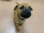 Adopt Lucinda a Tan/Yellow/Fawn Boxer / Mixed dog in Boulder, CO (37710946)