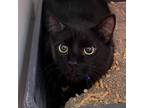 Adopt Pugsley a All Black Domestic Shorthair / Mixed cat in Columbus