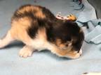 Adopt 52343165 a All Black Domestic Mediumhair / Mixed cat in El Paso