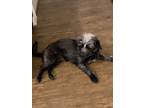 Adopt 52254753 a Black Border Terrier / Mixed dog in El Paso, TX (37710635)