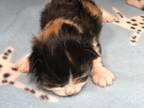 Adopt 52343169 a All Black Domestic Mediumhair / Mixed cat in El Paso