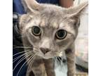 Adopt Munchy a Gray or Blue Domestic Shorthair / Mixed cat in Philadelphia