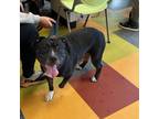 Adopt Coco a Black American Pit Bull Terrier / Mixed dog in Philadelphia