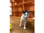Adopt Pink Nose a White Domestic Shorthair / Domestic Shorthair / Mixed cat in