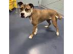 Adopt D-Nice a Brown/Chocolate American Pit Bull Terrier / Mixed dog in