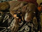 Adopt Maggie a Brown/Chocolate - with White German Shorthaired Pointer / Mixed