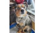 Adopt Dakotan a Merle Australian Shepherd / Mixed dog in Minot, ND (37710269)