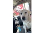 Adopt Peter Parker a White Great Pyrenees / Retriever (Unknown Type) / Mixed dog