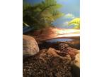 Adopt Atlas a Gecko reptile, amphibian, and/or fish in Salmon Arm, BC (37709908)