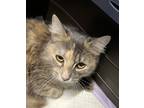 Adopt Khali a Gray or Blue Domestic Longhair / Domestic Shorthair / Mixed cat in