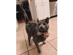 Adopt Houdini a Gray, Blue or Silver Tabby Domestic Shorthair / Mixed (short