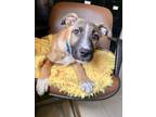 Adopt Dalton a Brown/Chocolate Boxer / Mixed dog in Greenville, KY (37709764)