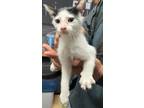 Adopt Cher a White Domestic Shorthair / Domestic Shorthair / Mixed cat in