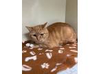 Adopt Sud a Orange or Red Domestic Shorthair / Domestic Shorthair / Mixed cat in