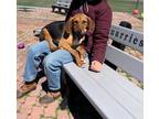 Adopt Biscuits a Black Beagle / Mixed dog in Gettysburg, PA (37709374)