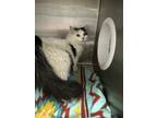 Adopt 52289458 a White Domestic Longhair / Mixed cat in El Paso, TX (37709151)