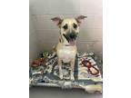 Adopt Winnie a Tan/Yellow/Fawn Black Mouth Cur / Hound (Unknown Type) / Mixed