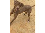 Adopt Mr. Brown a Tan/Yellow/Fawn Labrador Retriever / Mixed dog in Greenwood