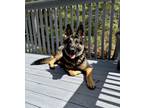 Adopt Trigger a Black - with Tan, Yellow or Fawn German Shepherd Dog / Mixed dog