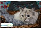 Adopt Demi (Lola) a Cream or Ivory Siamese / Domestic Shorthair / Mixed cat in