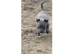 Adopt puppy a Gray/Blue/Silver/Salt & Pepper Pit Bull Terrier / Mixed dog in
