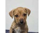 Adopt Humphrey Bogart a Tan/Yellow/Fawn American Pit Bull Terrier / Mixed dog in