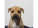 Adopt Debbie Reynolds a Tan/Yellow/Fawn American Pit Bull Terrier / Mixed dog in