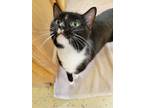 Adopt Mobius a All Black Domestic Shorthair / Domestic Shorthair / Mixed cat in