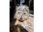Adopt Callie a Tricolor (Tan/Brown & Black & White) Cairn Terrier / Dachshund /