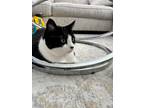 Adopt Chichi a Black & White or Tuxedo Turkish Van / Mixed (medium coat) cat in