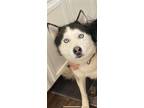 Adopt Bandit a Black - with White Husky / Mixed dog in Plumas Lake