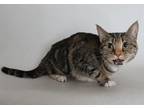 Adopt Zinnia a Brown Tabby Domestic Shorthair / Mixed (short coat) cat in