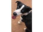 Adopt Chevy a Black Border Collie / Mixed dog in Las Cruces, NM (34303958)