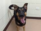 Adopt Theo a Black German Shepherd Dog / Mixed dog in Boulder, CO (36931516)