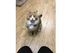 Adopt Antoinette a Orange or Red Domestic Shorthair / Domestic Shorthair / Mixed
