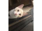 Adopt Pinky a White (Mostly) Domestic Mediumhair / Mixed (short coat) cat in