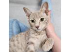 Adopt Dusty a Tan or Fawn Tabby Domestic Shorthair / Mixed cat in Jupiter