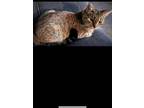 Adopt Gracie a Tan or Fawn Tabby Domestic Shorthair / Mixed (short coat) cat in