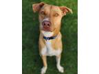 Adopt ECHO a Brown/Chocolate - with White Labrador Retriever / Mixed dog in