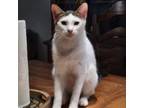 Adopt Thursday a White American Shorthair cat in Tampa, FL (33036247)
