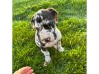 Great Dane Puppy for sale in Flemingsburg, KY, USA