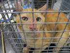 Adopt BLAZE a Orange or Red Tabby Domestic Shorthair / Mixed (short coat) cat in