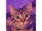 Adopt Phoebe a Tiger Striped Domestic Shorthair (short coat) cat in Huntley