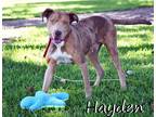 Adopt Hayden a Tan/Yellow/Fawn Catahoula Leopard Dog / Mixed dog in WATERLOO