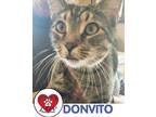 Adopt Don Vito a Gray, Blue or Silver Tabby Domestic Shorthair cat in