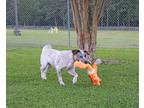 Adopt Nickey a Tricolor (Tan/Brown & Black & White) Australian Cattle Dog /