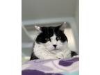 Marguerite, Domestic Shorthair For Adoption In Columbus, Indiana