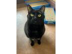 Wednesday - Available, Domestic Shorthair For Adoption In Stanwood, Washington